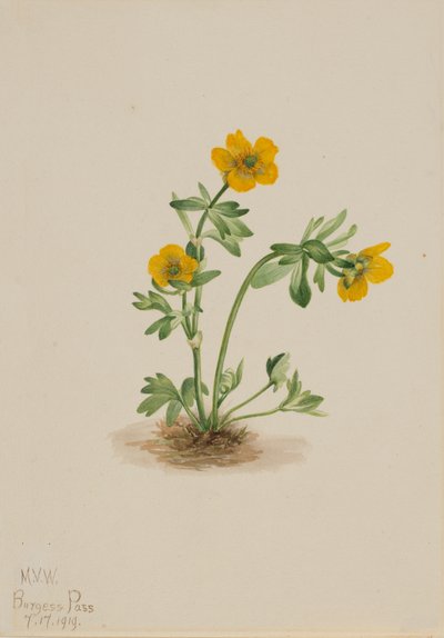 Avalanche Buttercup Ranunculus suksdorfii, 1919. de Mary Vaux Walcott