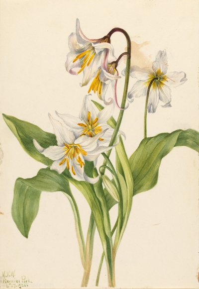 Lírio de Avalanche (Erythronium montanum) de Mary Vaux Walcott
