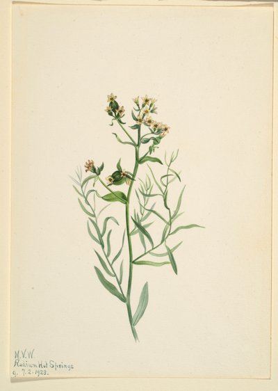 Comandra pallida (Comandra pallida) de Mary Vaux Walcott