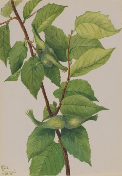 Avelã bicuda Corylus rostrata, 1932. de Mary Vaux Walcott