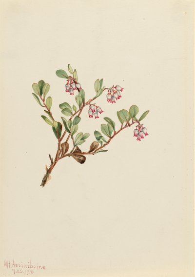 Bearberry Arctostaphylos uva-ursi, 1916. de Mary Vaux Walcott