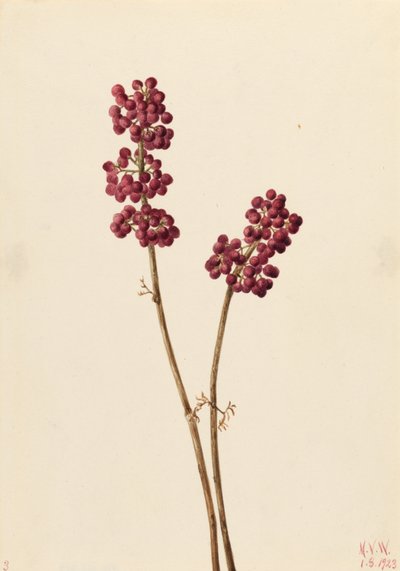 Baga de beleza (Callicarpa americana) de Mary Vaux Walcott