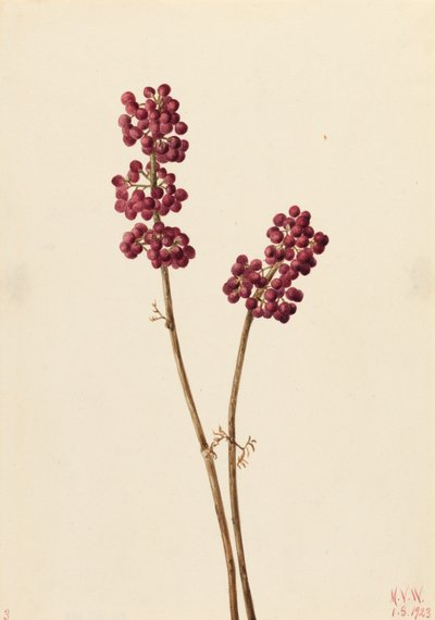Beauty Berry Callicarpa americana, 1923. de Mary Vaux Walcott