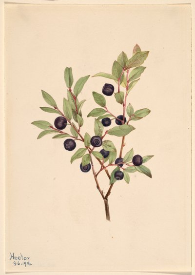 Bagaço grande (Vaccinium membranaceum) de Mary Vaux Walcott