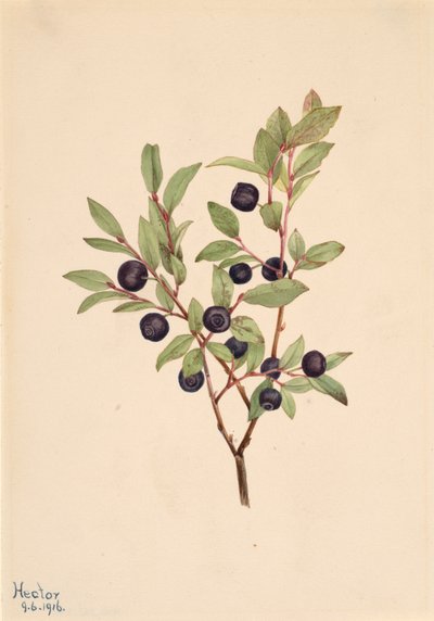 Big Whortleberry Vaccinium membranaceum, 1916. de Mary Vaux Walcott