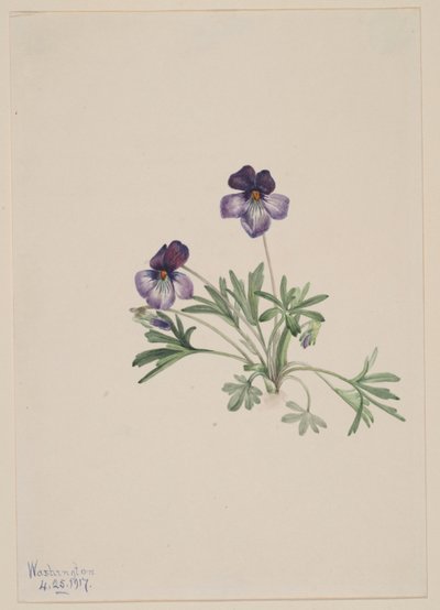 Violeta de pé de pássaro (Viola pedata) de Mary Vaux Walcott