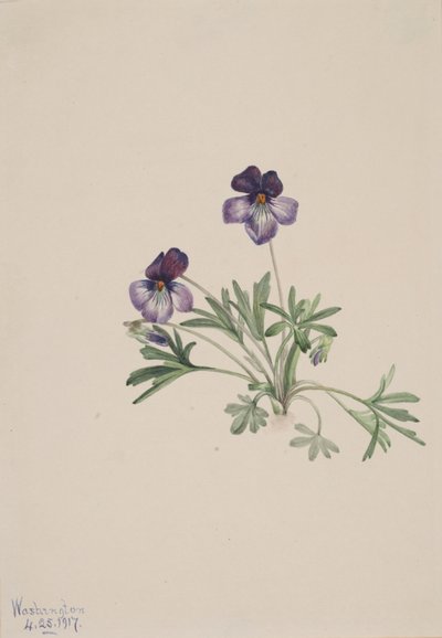 Pés de Ave Violeta Viola pedata, 1917. de Mary Vaux Walcott