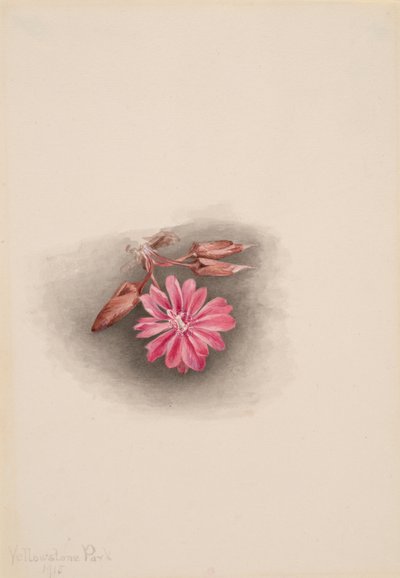 Bitterroot Lewisia redivivivia, 1915. de Mary Vaux Walcott