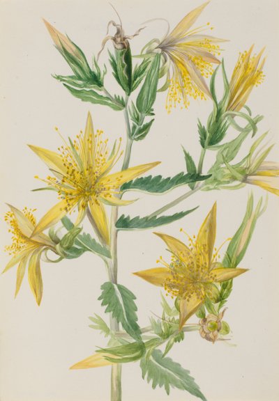 Blazing Star Mentzelia laevicaulis, ca. 1930s. de Mary Vaux Walcott