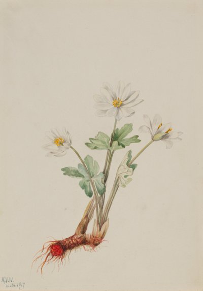 Raiz de sangue (Sanguinaria canadensis) de Mary Vaux Walcott