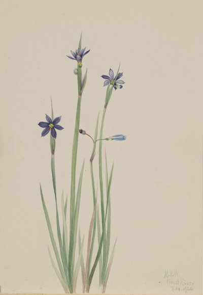Erva-dos-olhos-azuis (Sisyrinchium angustifolium) de Mary Vaux Walcott