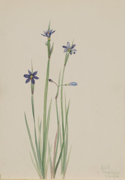 Sisyrinchium angustifolium de olhos azuis, 1920. de Mary Vaux Walcott