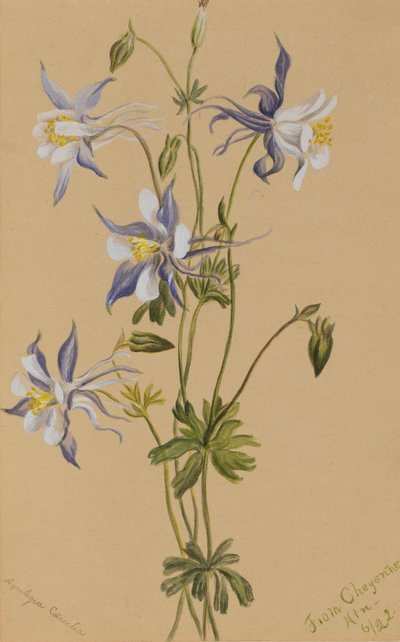 Blue Columbine Aquilegia caerulea, 1922. de Mary Vaux Walcott