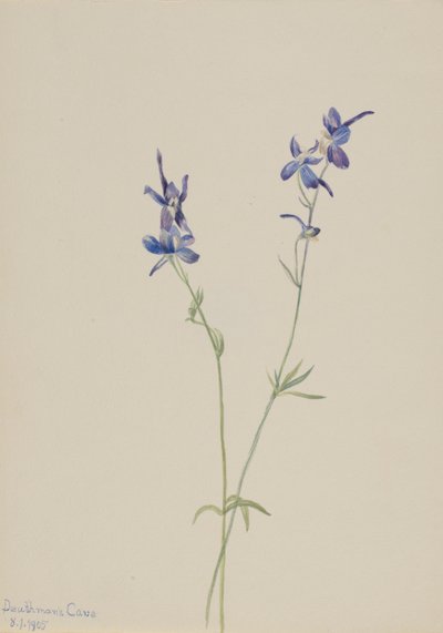 Larkspur azul (Delphinium nuttallianum) de Mary Vaux Walcott