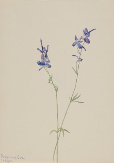 Delphinium nuttallianum Larkspur Delphinium azul, 1905. de Mary Vaux Walcott