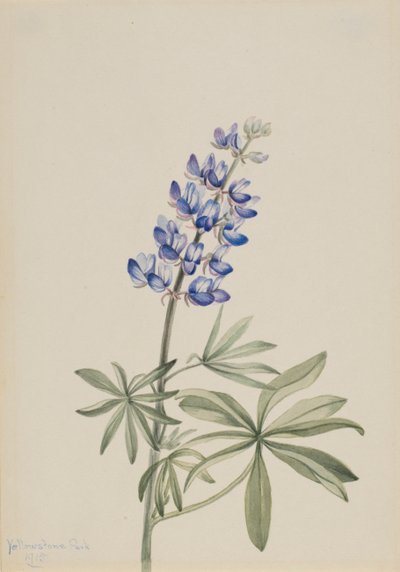 Lupino azul Lupinus argenteus, 1915. de Mary Vaux Walcott