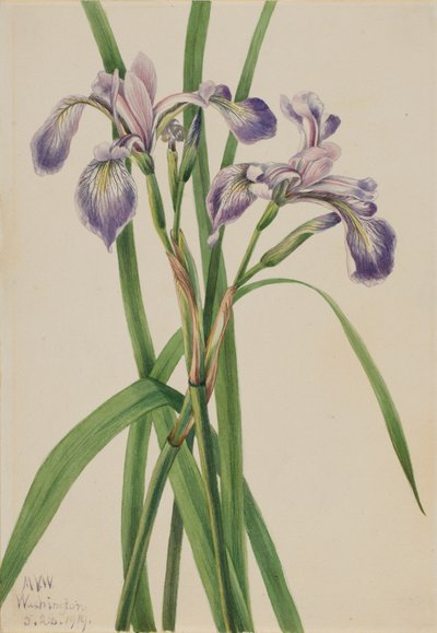 Blueflag Iris Iris versicolor, 1919. de Mary Vaux Walcott