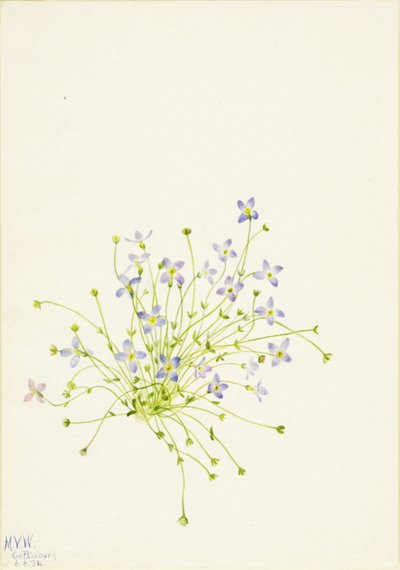 Azevinho (Houstonia serpyllifolia) de Mary Vaux Walcott