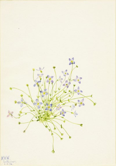 Bluets Houstonia serpyllifolia, 1934. de Mary Vaux Walcott