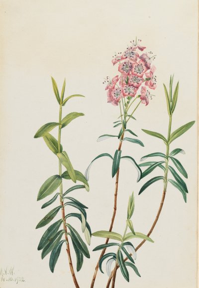 Bog Kalmia Kalmia polifolia, 1922. de Mary Vaux Walcott