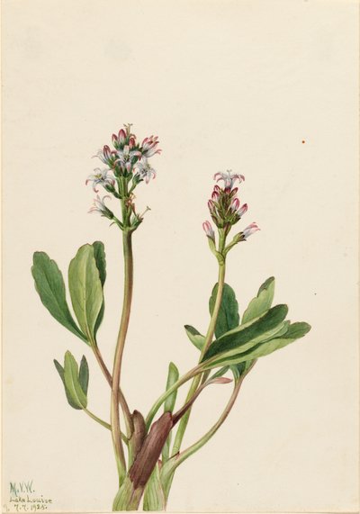 Bogbean Menyanthes trifoliata, 1925. de Mary Vaux Walcott