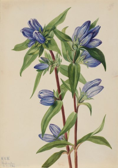 Genciana de garrafa (Gentiana saponaria) de Mary Vaux Walcott