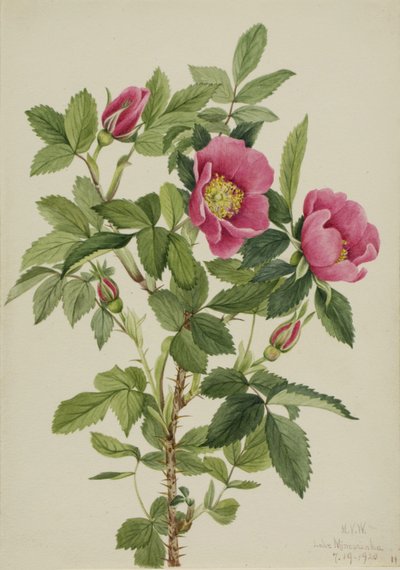 Botão de rosa (Rosa bourgeauiana) de Mary Vaux Walcott