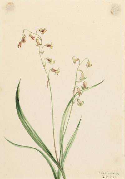 Campainhas (Stenanthium occidentale) de Mary Vaux Walcott