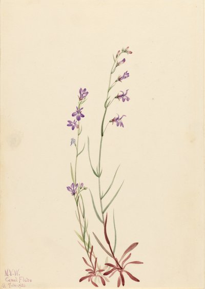 Lobélia do ribeiro (Lobelia kalmii) de Mary Vaux Walcott