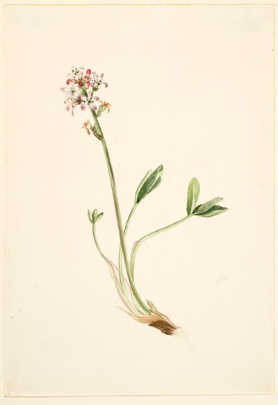Fava-de-burro (Menyanthes trifoliata) de Mary Vaux Walcott