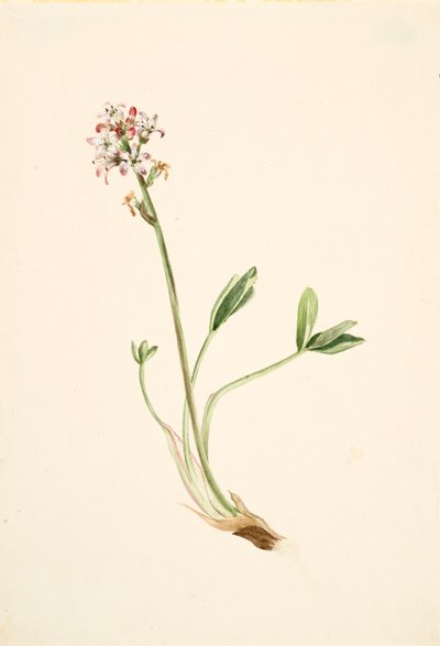 Buckbean Menyanthes trifoliata, ca. 1900-1920. de Mary Vaux Walcott