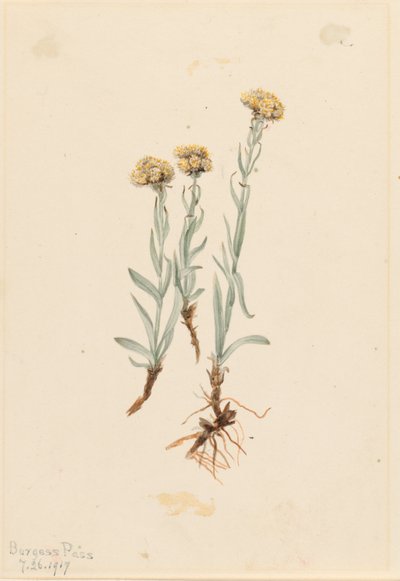 Bico-de-papagaio (Antennaria luzuloides) de Mary Vaux Walcott