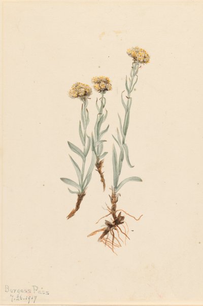 Buff Pussytoes Antennaria luzuloides, 1917. de Mary Vaux Walcott