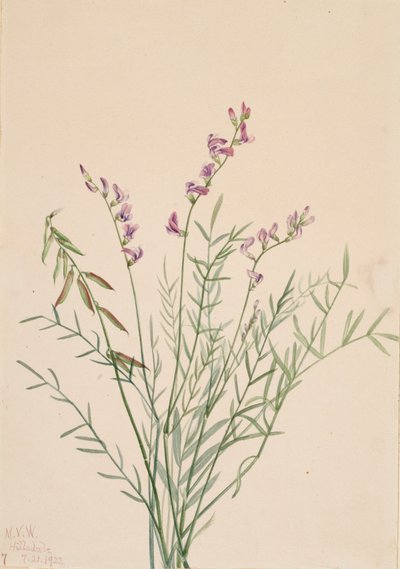 Burgess Milkvetch Astragalus bourgovii, 1922. de Mary Vaux Walcott
