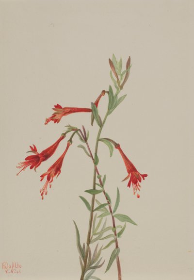 Califórnia Fuschia Zauschneria californica, 1936. de Mary Vaux Walcott