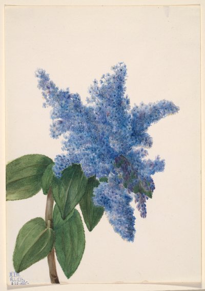 Lilás da Califórnia (Ceanothus thyrsiflorus) de Mary Vaux Walcott