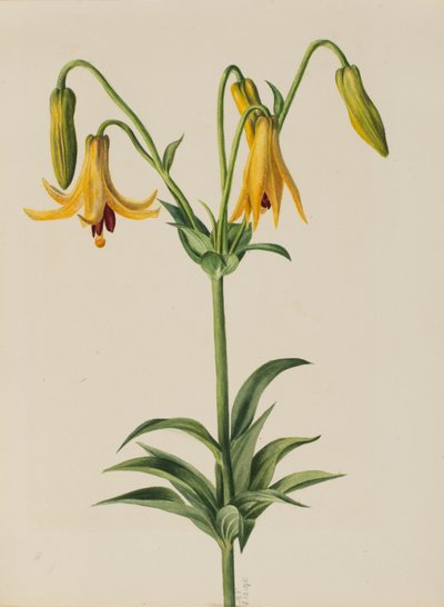 Lírio do Canadá (Lilium canadense) de Mary Vaux Walcott