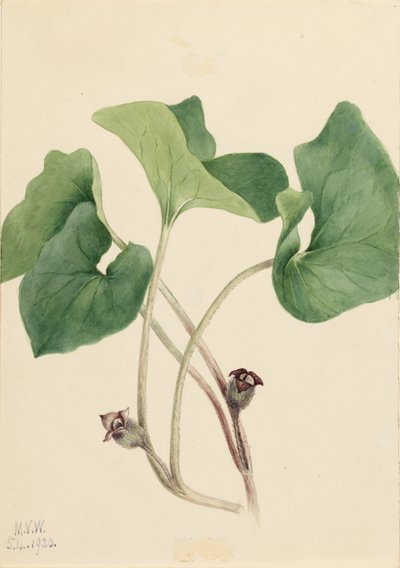 Gengibre selvagem do Canadá (Asarum canadense) de Mary Vaux Walcott