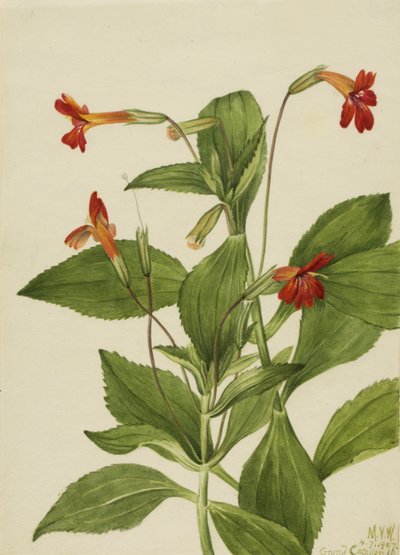 Flor de macaco cardeal (Mimulus cardinalis) de Mary Vaux Walcott