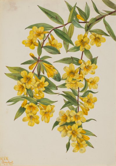 Carolina Jessamine (Gelsemium sempervirens) de Mary Vaux Walcott