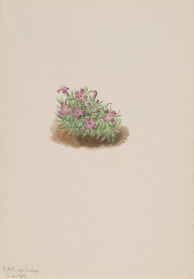 Tapete Rosa Silene acaulis, 1905. de Mary Vaux Walcott