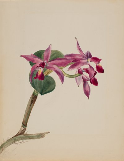Cattlaya superbus, 1881. de Mary Vaux Walcott
