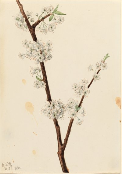 Ameixa de Chickasaw (Prunus angustifolia) de Mary Vaux Walcott