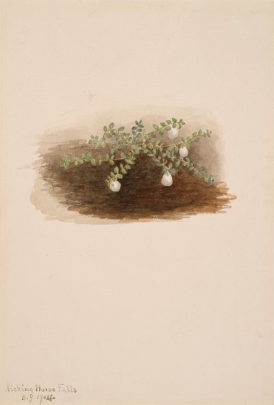 Chiogenes hispidula, 1904. de Mary Vaux Walcott
