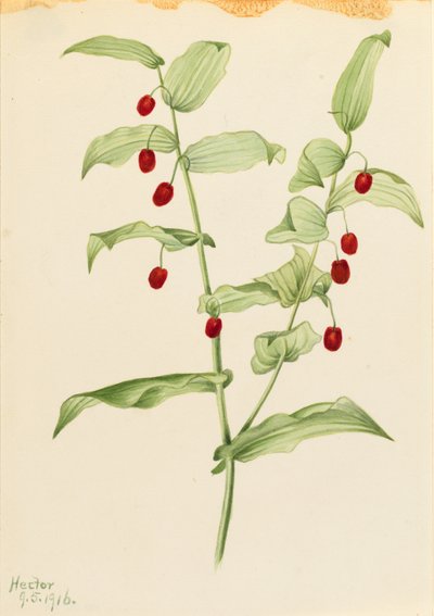 Caule torcido (Streptopus amplexifolius) de Mary Vaux Walcott