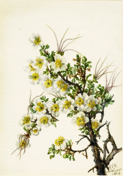 Cliffrose Cowania stanshuriana, 1934. de Mary Vaux Walcott
