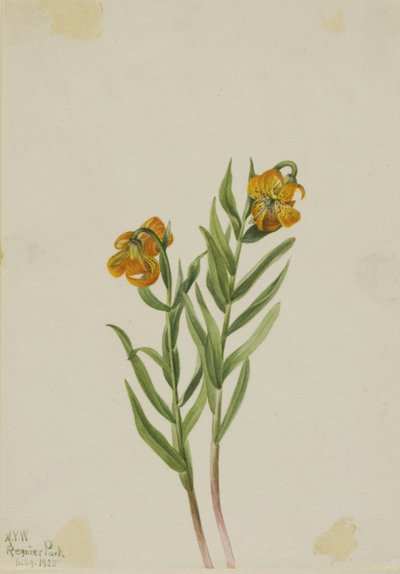 Lírio de Columbia (Lilium columbianum) de Mary Vaux Walcott