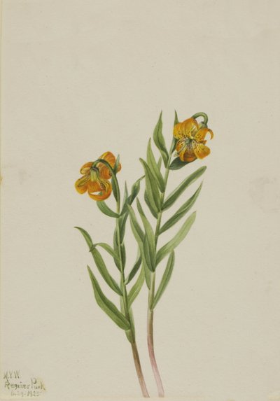Columbia Lily Lilium columbianum, 1925 de Mary Vaux Walcott