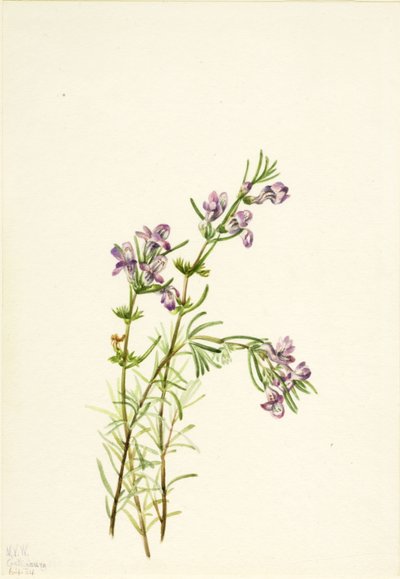 Conradina verticillata, 1934. de Mary Vaux Walcott