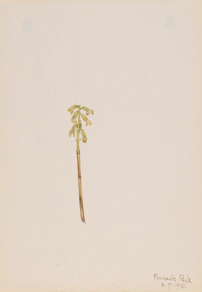 Corathorhiza corallorhiza, 1918. de Mary Vaux Walcott